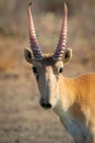 Portrait of male Saiga antelope or Saiga tatarica Royalty Free Stock Photo