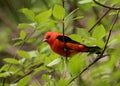 Portrait of male Scarlet Tanager Piranga olivacea.