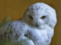 Portrait of male snowy owl Royalty Free Stock Photo