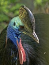 Portrait of a male Southern cassowary, Cassuarius casuarius, full of colors