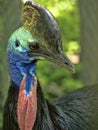 Portrait of a male Southern cassowary, Cassuarius casuarius, full of colors