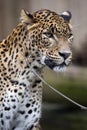 Portrait of a male Sri Lanka Leopard, Panthera pardus kotiya Royalty Free Stock Photo