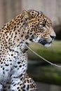 Portrait of a male Sri Lanka Leopard, Panthera pardus kotiya Royalty Free Stock Photo