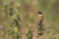 Portrait of Male Stonechat Sitting on a Wild Flower