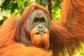 Portrait of male Sumatran orangutan in Gunung Leuser National Pa