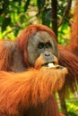 Portrait of male Sumatran orangutan in Gunung Leuser National Park, Sumatra, Indonesia