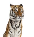 Portrait of a male tiger`s head, big cat, isolated