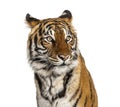 Portrait of a male tiger`s head, big cat, isolated