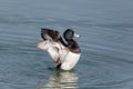 Portrait of male tufted duck Aythya fuligula splashing and gro