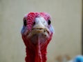Portrait of male turkey at the bio farm yard. Royalty Free Stock Photo