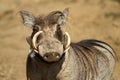 Portrait of a male warthog