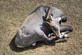 Portrait Of A Male Water Cobo Lying Down In The Natural Park Royalty Free Stock Photo