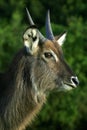 Portrait of a male waterbuck