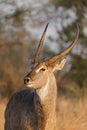 Portrait of a male waterbuck, Kruger National Park, South Africa Royalty Free Stock Photo