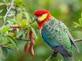 A Portrait of a Male Western Rosella