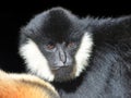 Portrait of a male White Cheeked Gibbon