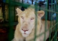 Portrait of a Male White Lion Royalty Free Stock Photo