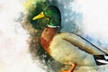 Portrait of a male wild duck, watercolor painting. Bird illustration