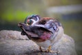 Male wood Duck perched on a the rock Royalty Free Stock Photo