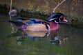 Male wood Duck perched on a the rock Royalty Free Stock Photo