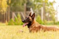 Portrait of a Malinois Belgian Shepherd dog lying on the grass Royalty Free Stock Photo