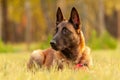 Portrait of a Malinois Belgian Shepherd dog lying on the grass Royalty Free Stock Photo