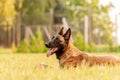 Portrait of a Malinois Belgian Shepherd dog lying on the grass Royalty Free Stock Photo