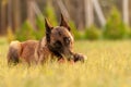 Portrait of a Malinois Belgian Shepherd dog lying on the grass Royalty Free Stock Photo