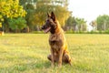 Portrait of a Malinois Belgian Shepherd dog sitting on the grass Royalty Free Stock Photo