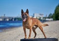Portrait of a malinois belgian shepherd dog standing on a beach Royalty Free Stock Photo