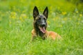 Portrait of malinois dog with black muzzle in a meadow Royalty Free Stock Photo