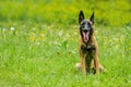 Portrait of malinois dog with open mouth Royalty Free Stock Photo