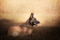 Portrait of a Malinois dog in training, resting in the grass. Royalty Free Stock Photo