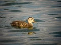 Portrait of a Mallard Drake, a close and personal view of a Mallard Drake in the water.