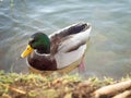 Portrait of a mallard duck male in a lake Royalty Free Stock Photo