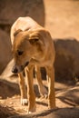 Portrait of a malnourished mixed breed dog in rural zimbabwe Royalty Free Stock Photo