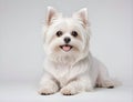 Portrait of the Maltese dog