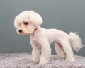 Portrait of a Maltese dog, isolated on a gray background standing on a rug