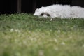 Portrait of maltese dog lying in grass feeling sad