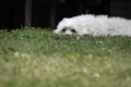 Portrait of maltese dog lying in grass feeling sad