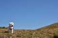 Portrait of Maltese dog in nature. Beautiful dog breeds.