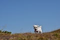 Portrait of Maltese dog in nature. Beautiful dog breeds.