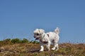 Portrait of Maltese dog in nature. Beautiful dog breeds.