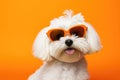 Portrait Maltese Dog With Sunglasses Orange Background