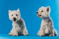 Portrait Maltese lapdog Close-up portrait small white dog.