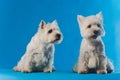 Portrait Maltese lapdog Close-up portrait small white dog.