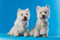 Portrait Maltese lapdog Close-up portrait small white dog.