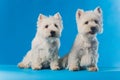 Portrait Maltese lapdog Close-up portrait small white dog.