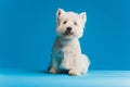 Portrait Maltese lapdog Close-up portrait small white dog.