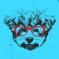 Portrait of Maltese Poodle with glasses.